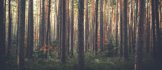 一棵大树的倒下只为铺上50㎡地板